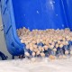 CANADA Gallons Sea Scallops, Full Soak